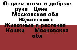 Отдаем котят в добрые руки › Цена ­ 1 - Московская обл., Жуковский г. Животные и растения » Кошки   . Московская обл.
